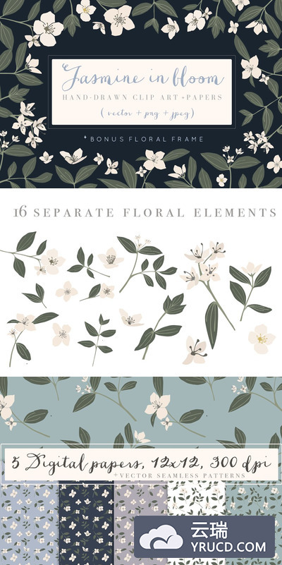 茉莉花图形素材 Jasmine in bloom set
