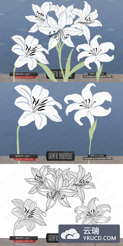 水彩百合花图形 White lily gladiolus amaryllis