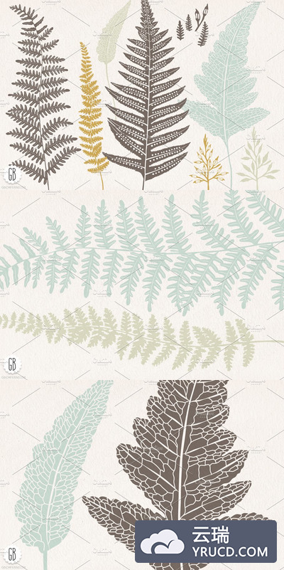 植物图形素材 Fern, botanical vector graphics