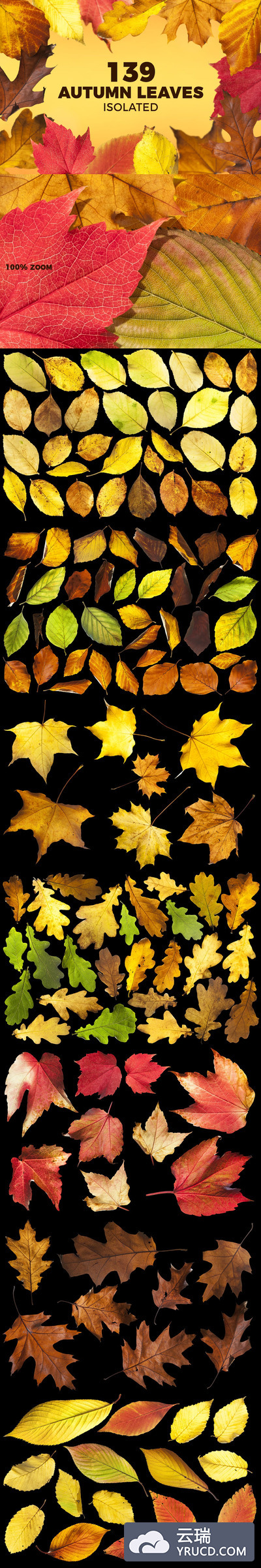 139个高分辨率彩色秋天立秋秋分树叶叶子大集合