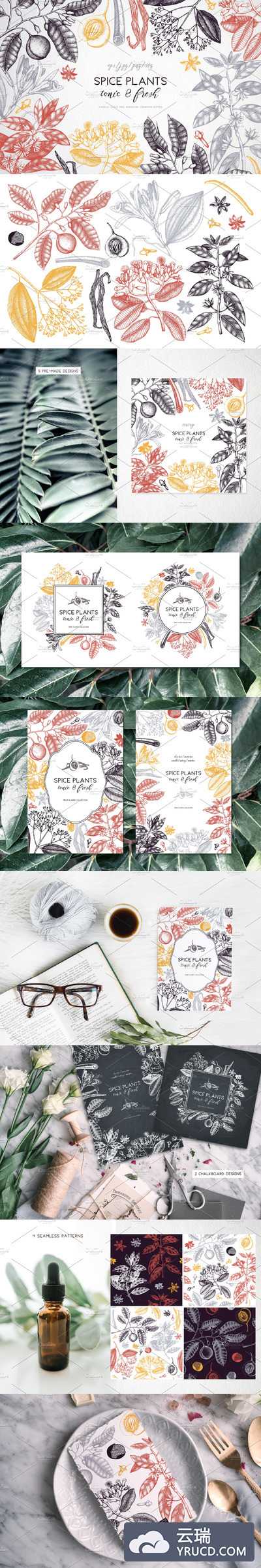 矢量辣植物集合 Vector Spicy Plants Collection