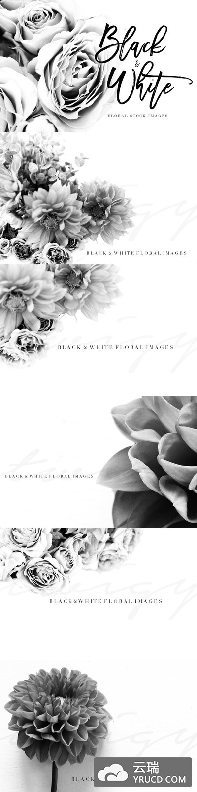 14黑白花卉图片 14 Black & White Floral Stock Images