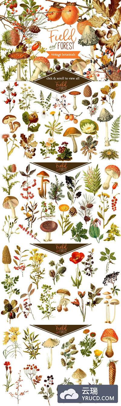 水果植物森林花卉素材 Field & Forest Vintage Botanicals