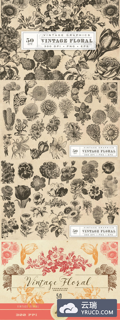 经典复古的花卉图 Vintage Flower Vector Graphics