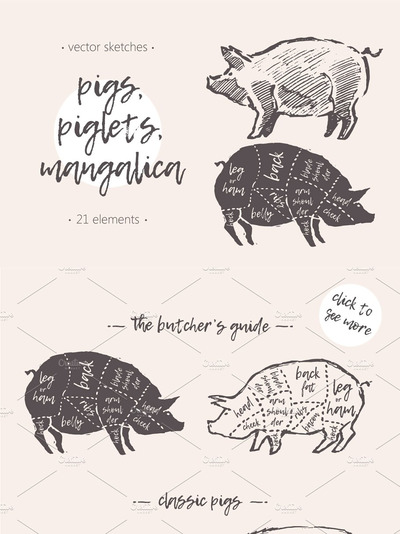 手绘素描风格的猪插画 Illustrations of pigs, piglets & etc