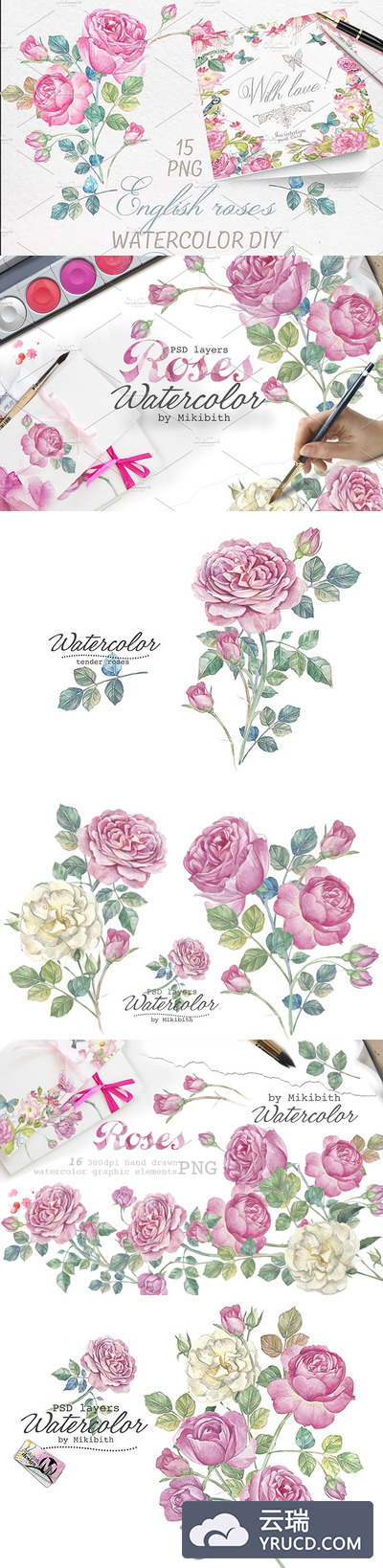 水彩手绘英式玫瑰花 Hand drawn watercolor english roses