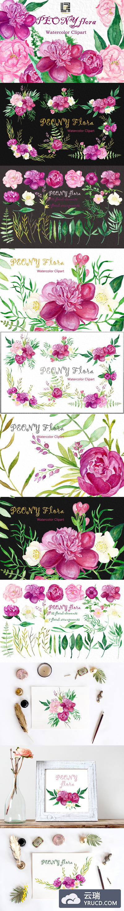 粉红的水彩花卉 Peony flora watercolor flowers