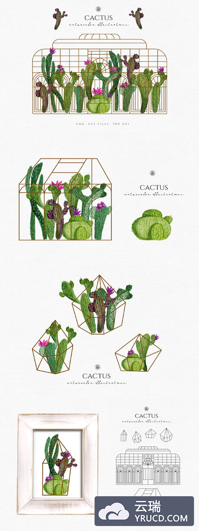 水彩仙人掌插画 Cactus watercolor illustrations