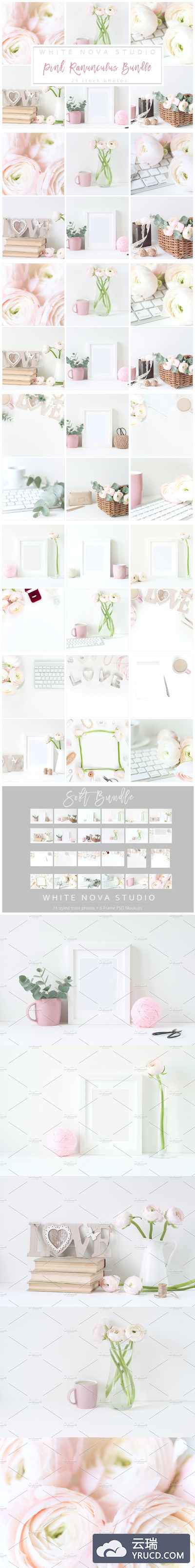 粉红色毛茛属植物素材 Pink Ranunculus Bundle