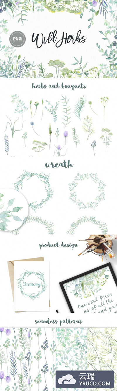 野菜水彩图形素材 Watercolor Wild Herbs