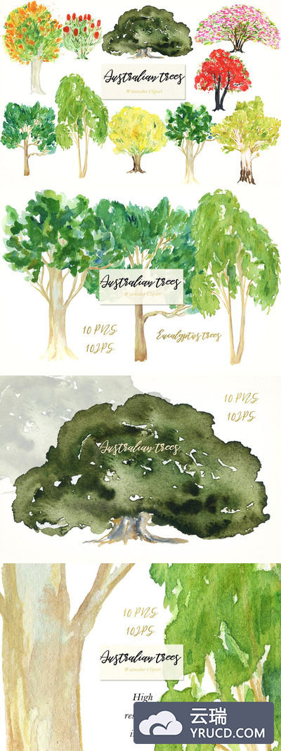 澳大利亚本土树木水彩 Australian native trees. Watercolors