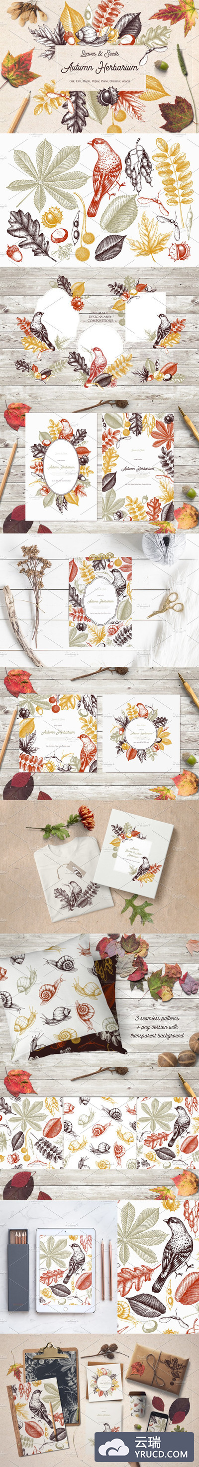 秋季树叶素材合集 Vector Autumn Leaves & Seeds Set