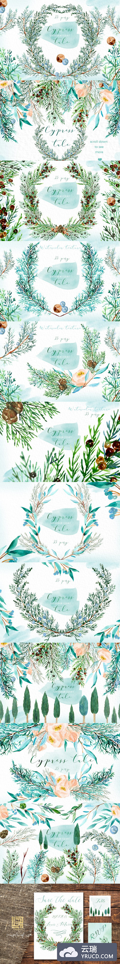 赛普拉斯的故事水彩素材 Cypress tale. Watercolor clipart