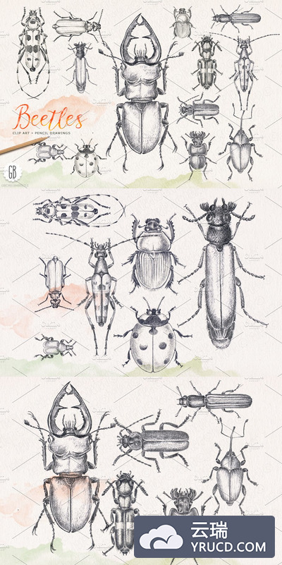 铅笔素描手绘昆虫素材包 Hand drawn pencil beetles bugs