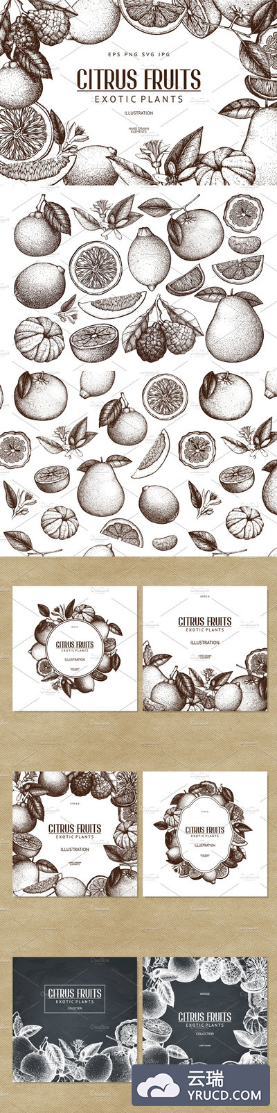 经典的水果植物素描插画素材 Vector Citrus Fruits & Plants Set