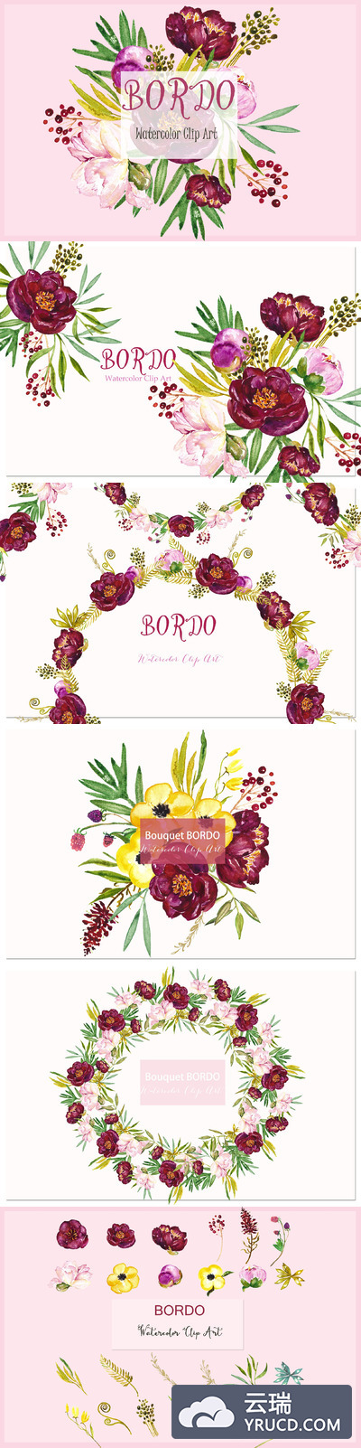 牡丹波尔多水彩素材 Peony Bordo. Watercolor Clipart.