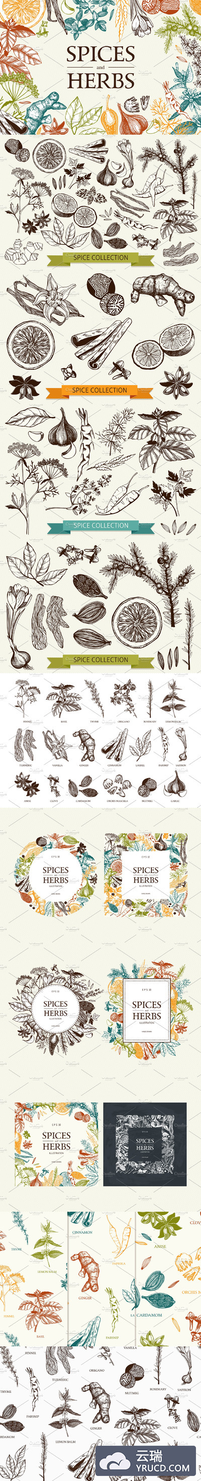 厨房材料相关的图形素材 Vector Kitchen Spice & Herbs Set