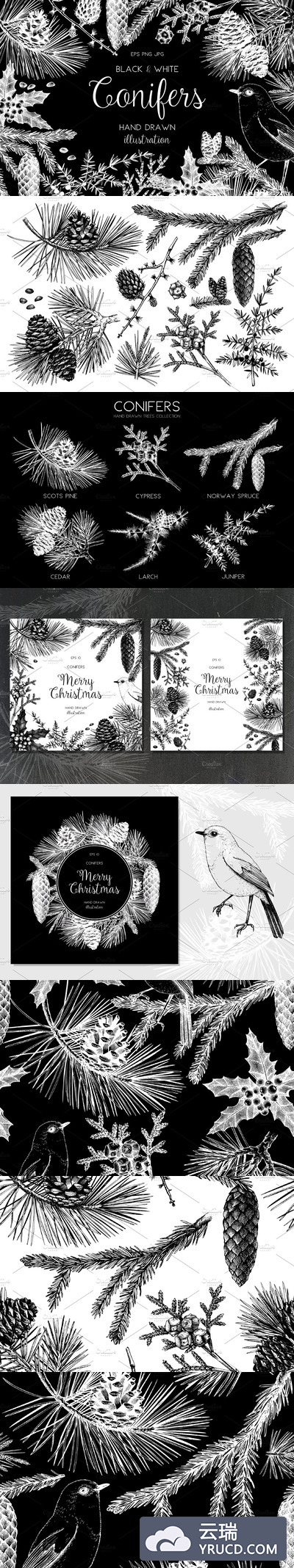 针叶树树木黑白素材 Conifers Trees Set in Black