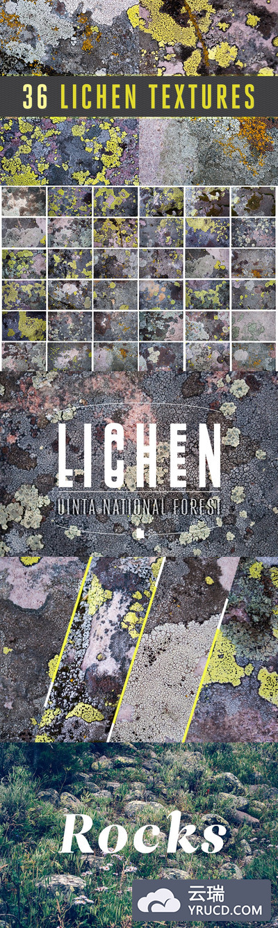 36种漂亮的地衣青苔背景纹理素材 36 Lichen Textures