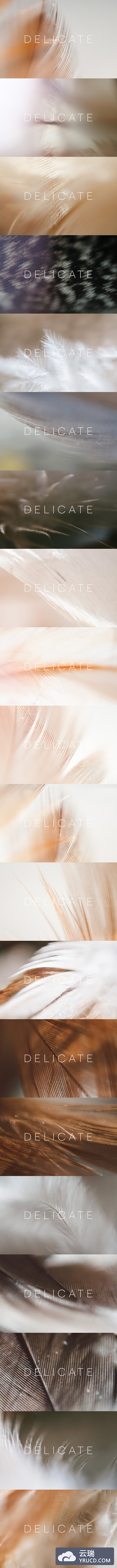 柔美的装饰图片 Delicate