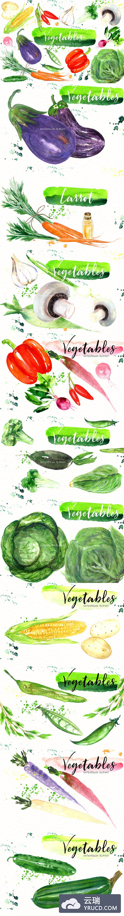 蔬菜素食水彩插画 Vegetables. Vegan Watercolor clipart