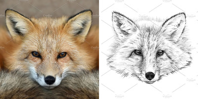 狐狸素描插画 Fox portrait drawn pencil