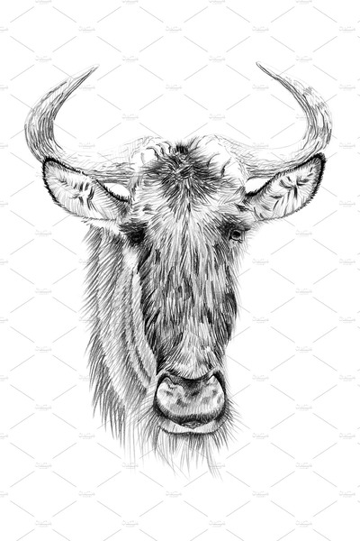 野生动物素描插画 Portrait of widebeest drawn by hand