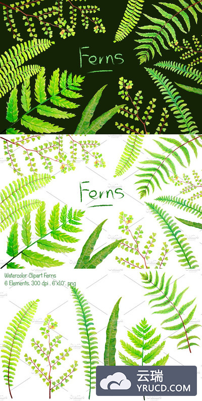 水彩绿植插画素材 Watercolor Clipart Fern Leaves