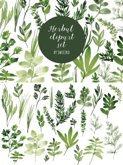 水彩草药图形 Watercolor Herbs set