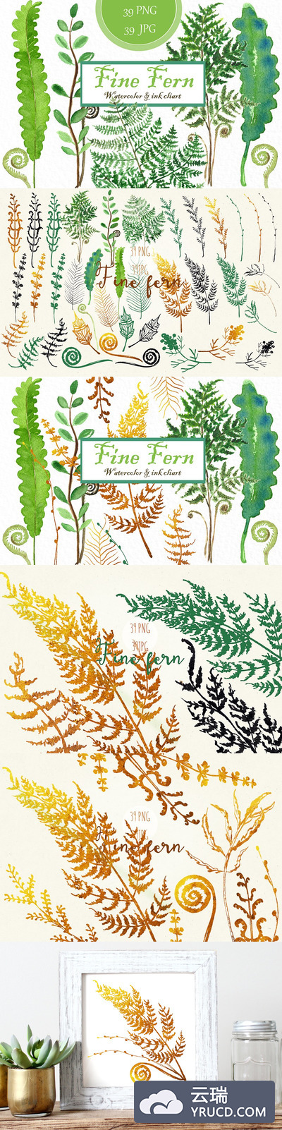 精蕨类植物水彩植物插画 Fine ferns. watercolor clipart