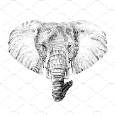 手绘大象素描 Portrait of elephant drawn by hand