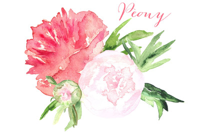 牡丹粉红色水彩图形 Peony pink watercolor clipart