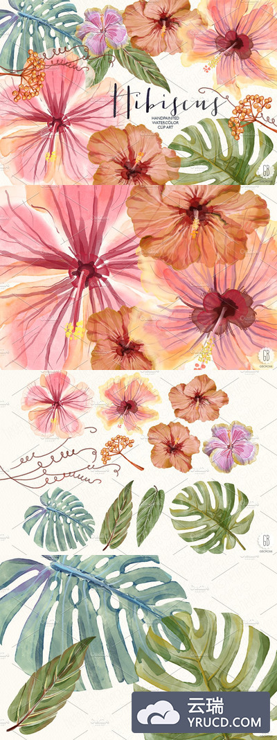 水彩木槿花素材 Watercolor hibiscus flower monstera