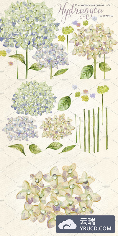 水彩绣球花 Watercolor hydrangea, hand painted