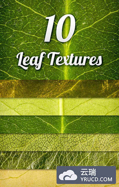绿叶效果的背景纹理素材 Leaf Textures Pack 1
