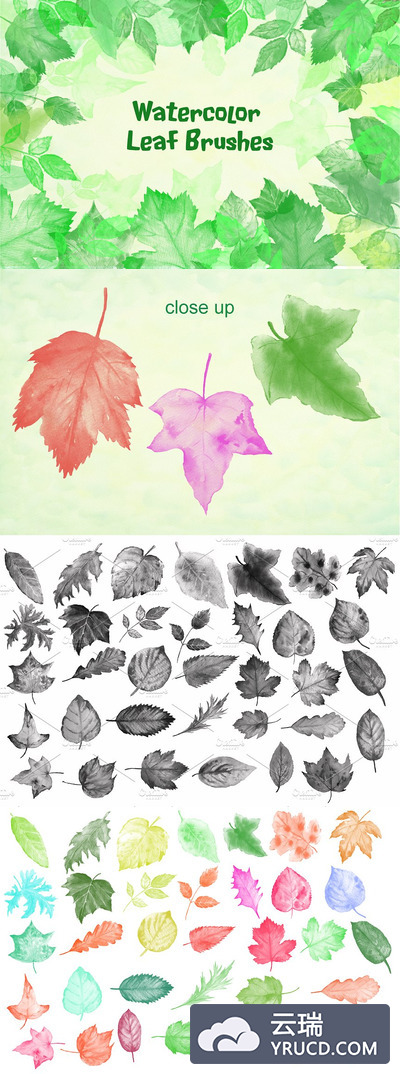 水彩树叶PS笔刷 Watercolor Leaf Photoshop Brush