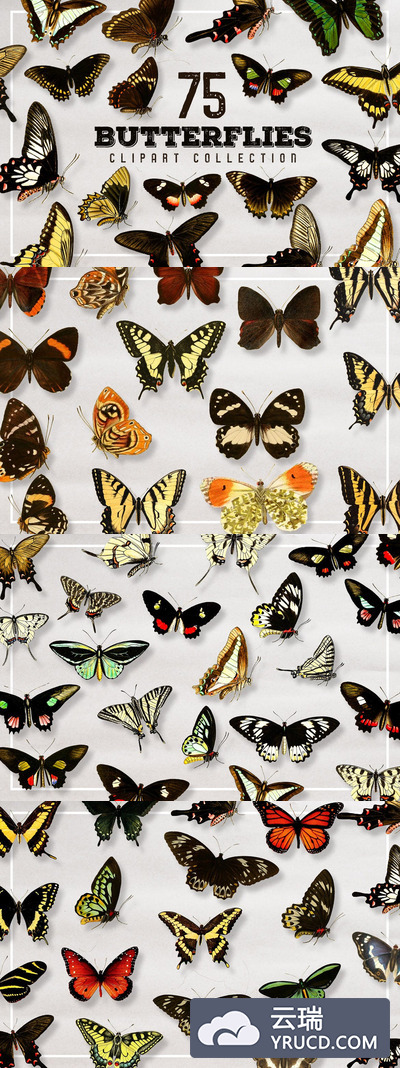 75个时尚高端复古蝴蝶元素大集合