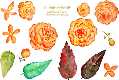 水彩橙色秋海棠插画 Watercolor Orange Begonia