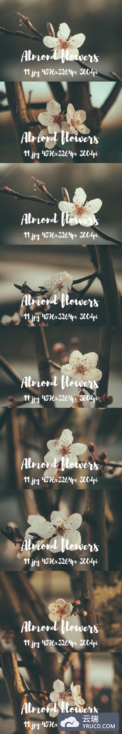 杏仁花照片素材包 Almond flowers photo pack