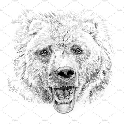 素描手绘素材插画 Portrait of bear drawn by hand