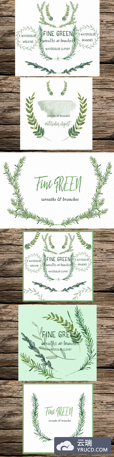 迷迭香精细绿色水彩画 Rosemary Fine green. watercolor