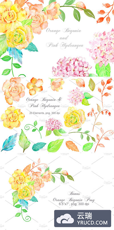 橙色秋海棠粉红色绣球花 Orange Begonia Pink Hydrangea