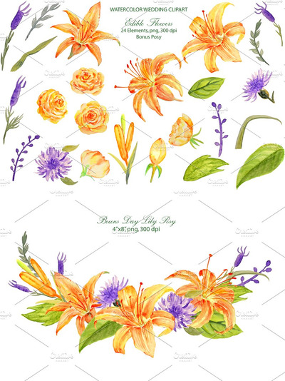 婚礼水彩橙色花卉 Wedding Orange Edible Flowers