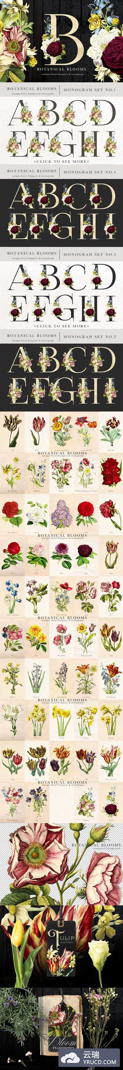 字母花饰字母组合 Botanical Blooms & Monograms