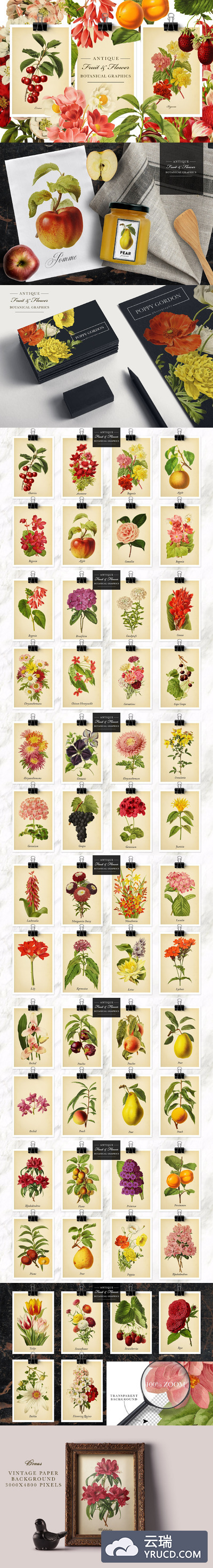 复古水果花卉图形集 Antique Fruit & Flowers Graphics