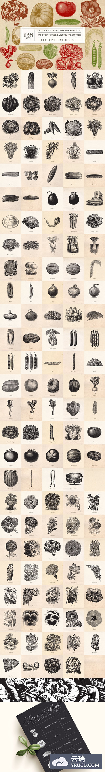 复古蔬果花卉图形 Vintage Fruit Vegetables & Flowers