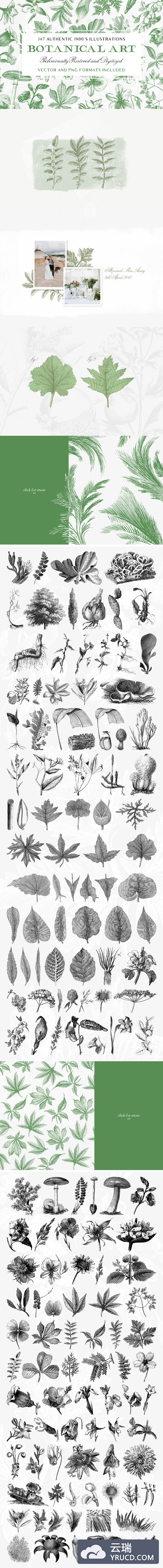 复古植物图片集 147 Botanical Illustrations Pack