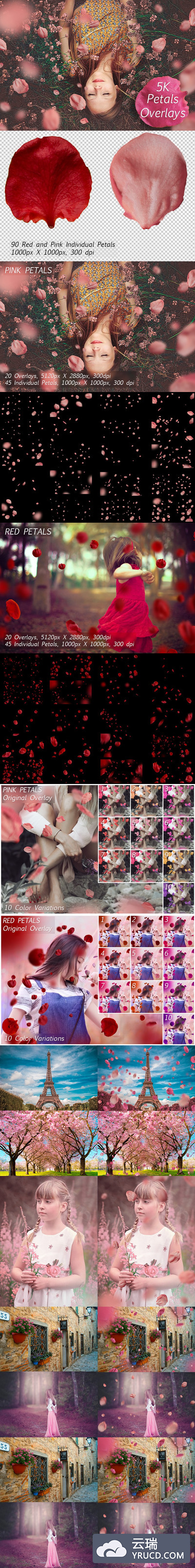 5 k花瓣覆盖 5K Petals Overlays