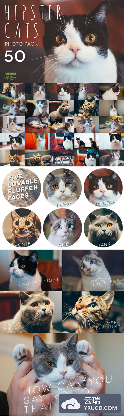 宠物猫特写镜头高清照片素材 Hipster Cats Photo Pack