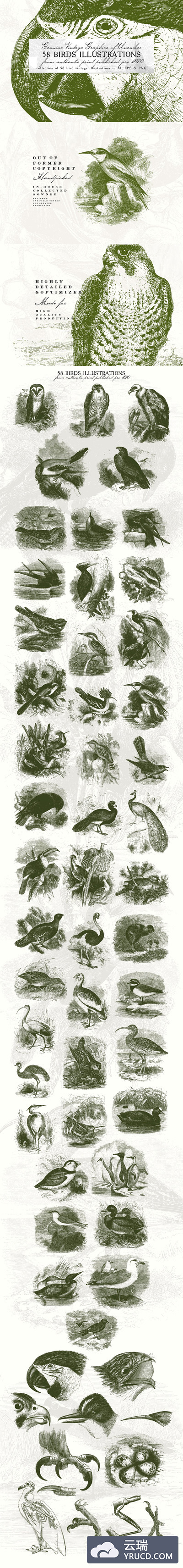 复古鸟类插画素材 58 Birds Illustrations